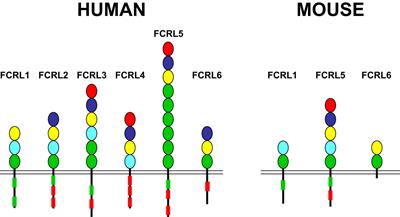 FCRL1 immunoregulation in B cell development and malignancy